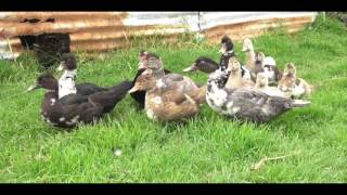 CONOCIENDO UNA GRANJA INTEGRAL
