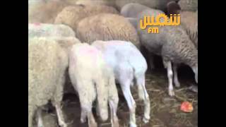 Ksour Essef-Promenade dans l'espace aménagé pour les moutons