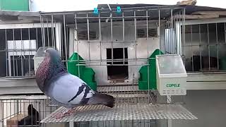 soltando los palomos zureños ladrones