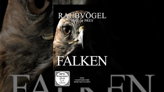 Raubvögel - Falken