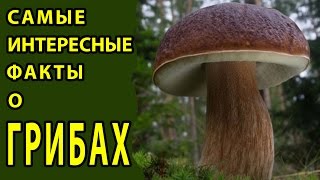 САМЫЕ ИНТЕРЕСНЫЕ ФАКТЫ О ГРИБАХ