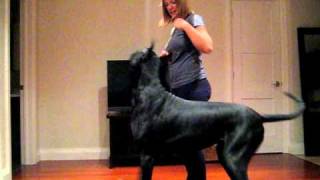 Scarlett the great dane practices her swing finish.