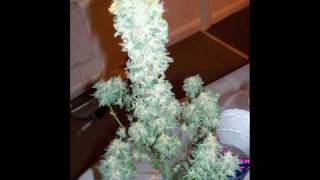 marihuana grow ak48 9 weeks harvest 35 gram dry weed delicious hahahha