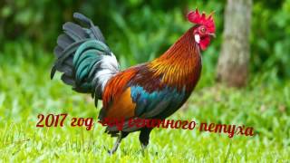 С Новым 2017 годом!