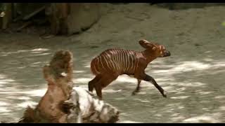 6 Day Old Bongo Calf - Cincinnati Zoo