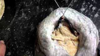 Taxidermy Tutorial: Flying Waterfowl Wings