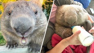 Woman becomes orphaned wombat's mom. He returns the favor with bites.