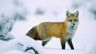 ОХОТА  НА  ЗАСИДКАХ  С  САМОДЕЛЬНЫМ  НОЧНЫМ  ПРИЦЕЛОМ  или ЛИСА=ЛАСУНКА  1