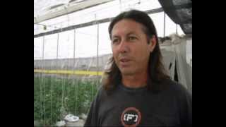 LOS MEJORES TOMATES DEL MUNDO.(R.A.F)BY ALEX CON X.EL EJIDO ALMERIA