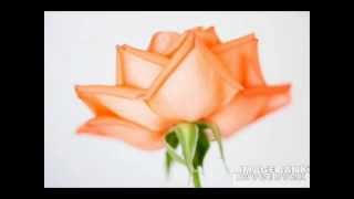 Renan Luce L'iris et la rose