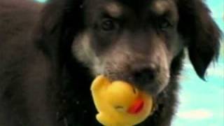 CUTE PUPPY! MILK-BONE SPOKESDOG TOP TEN U.S. FINALIST!