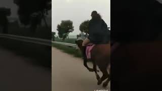 Верхом на корове