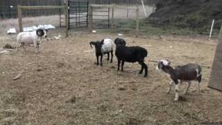 Shetland Rams Fighting
