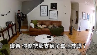 主人拿衣服上樓時掉了一隻襪子，叫狗狗幫忙撿狗狗感心照做 (中文字幕)