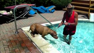 Pit Bull Won't Swim in Pool - DOG INTERVENTION Dog Whispering BIG CHUCK MCBRIDE