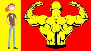 Надо ли новичку качать широчайшие мышцы спины
