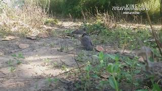CY GÁY PHƯƠNG QUÝ KT. CLIP 253 DAKCO 6/11/2018