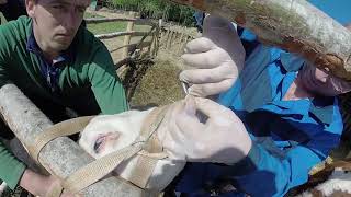 Усмирительное кольцо для бычка в деревне.