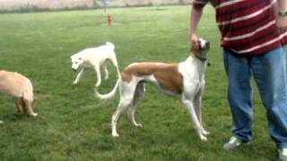 Greyhound Adoption