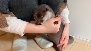 大好き豚ぬいぐるみと喧嘩したため、飼い主に怒られ逃げまくるカワウソ otter runs away when its owner gets angry.