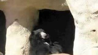 Sleeping Sloth Bear
