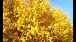 Краски и Звуки Осеннего леса. //  Colors and Sounds of Autumn forest.