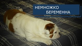 Английский Бульдог. Часть 30. Ложная беременность