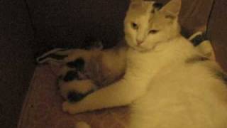 Кошка Алиса с котятами