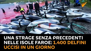 Una strage senza precedenti nelle Isole Faroe: 1.400 delfini uccisi in un giorno
