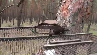 Как поймать ястреба на капкан?