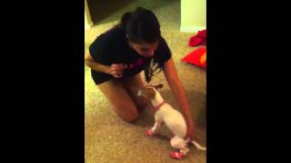 Puppy Torture