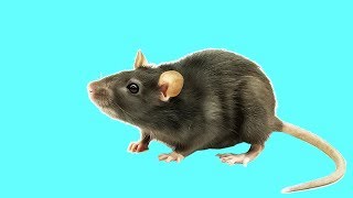 ? Игра для кошек, котов и котят! На экране шустрая мышка бегает для вашей кошки!