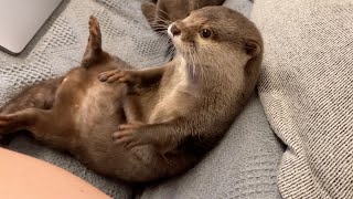 甘噛みから逃げるために隠れたらカワウソが困ってしまった I hid and the otter got in trouble.