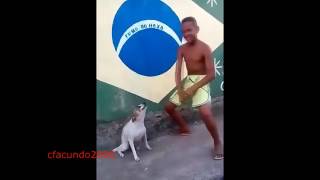 Perros bailando cumbia villera y reggaeton argentinayoutube com