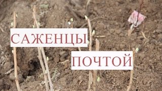 Саженцы Почтой. Как Сохранить Саженцы до Весны. Результат Эксперимента.