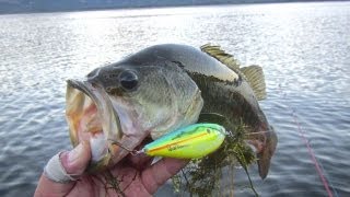 Heddon citrus color -Spit'n Image & Saltwater Zara Spook XT-