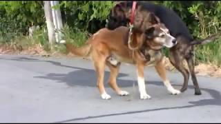 Two gay dogs being more than friendly in public
