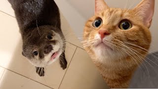 また冷蔵庫の上に行ってしまった猫を見上げ続けるカワウソ Otter keeps looking up at cat