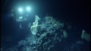Never-Before-Surveyed Seamount Reveals Stunning Biodiversity | Nautilus Live