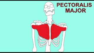 CVA 2: VERTEBRATE PECTORALIS MUSCLES