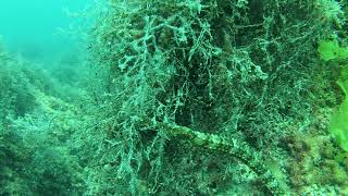 Обитатели Черного моря. Морская игла