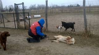 Golden retriever kutyakiképzés kutyaoktatás kutya tanítás
