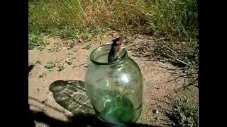 Run mouse, RUN - HUMANITY - Гуманное обращение с животными