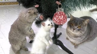 Пранки над котами на Новый Год