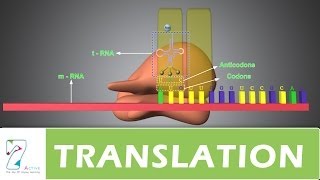 TRANSLATION _ PART 01