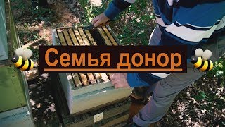 Пасека #31 Семья дающая золотые яйца - Моя пасека - Семья донор. Пчеловодство.