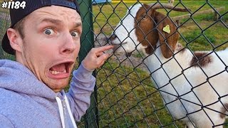 GEBETEN DOOR EEN GEIT! - ENZOKNOL VLOG #1184