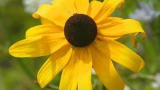 Sneezeweed Flowers