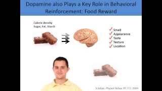 Why Do We Overeat? A Neurobiological Perspective