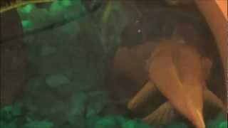 BN Pleco Spawn #2 - Tips & Tricks for Breeding